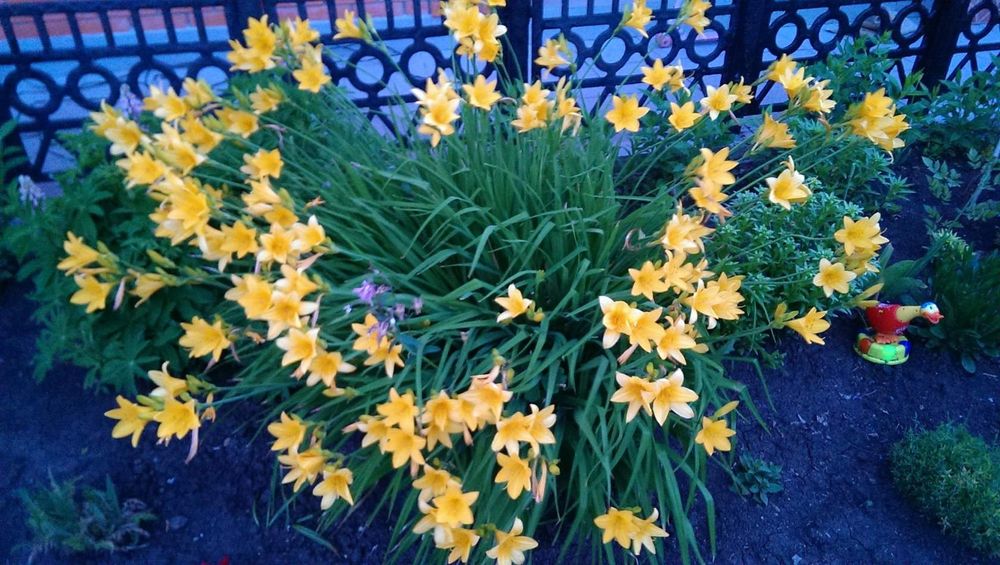 Лилейник сортовой крупноцветковый