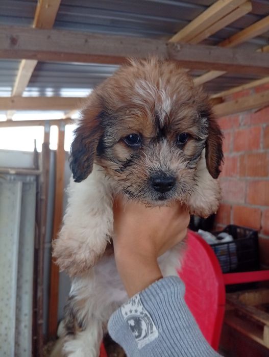 Donez căței talie mica teckel X bichon