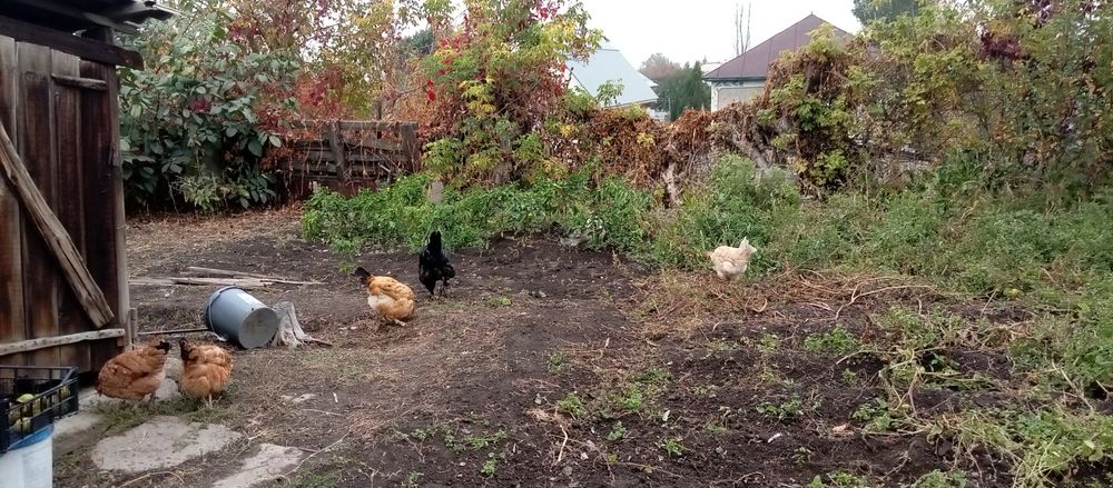 Продам курей хорошо несутся