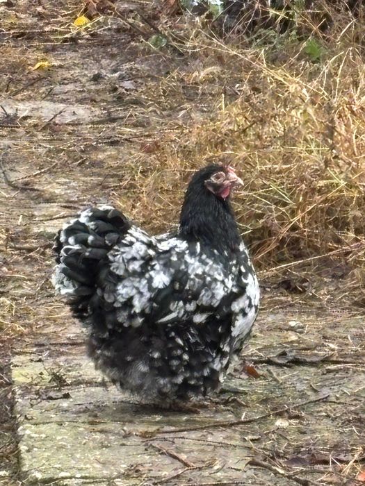 Orpington bobat 2024 si 2025