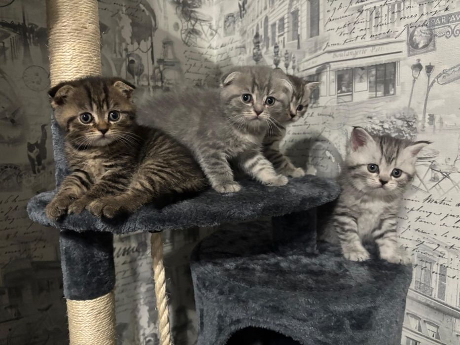 Продам котят чистокровных