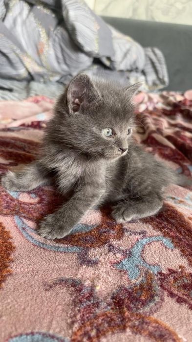 Уличные котята в добрые руки.