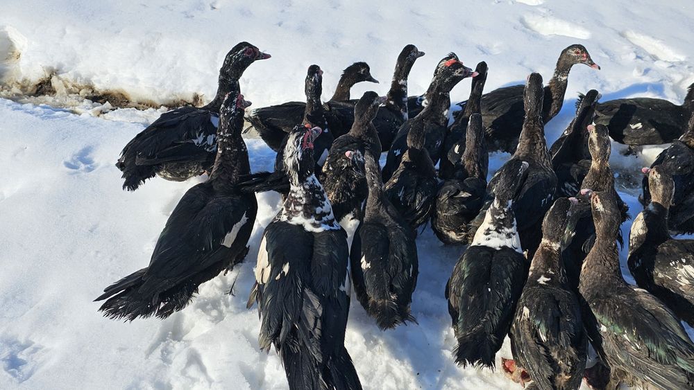 Rate si Ratoi lesesti