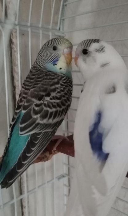Продам   волнистых попугаев и неразлучника
