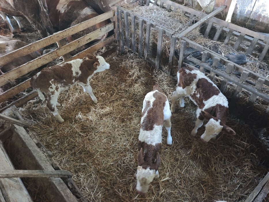 Trei Vitei de vanzare