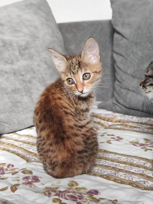 Отдам котят бауырластар 2