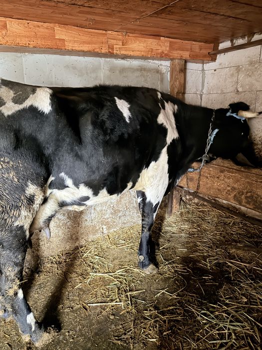 Vaca gestanta cu lapte