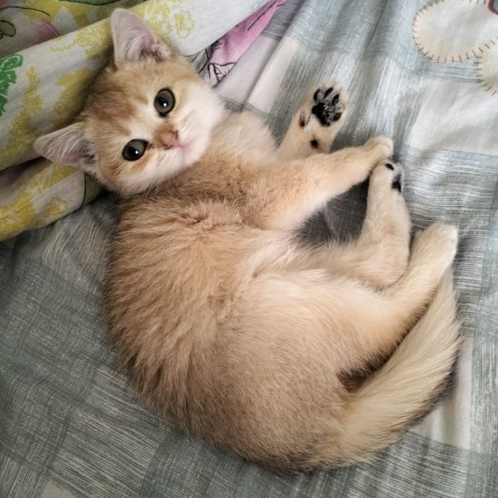 Арабский мушук сотилади