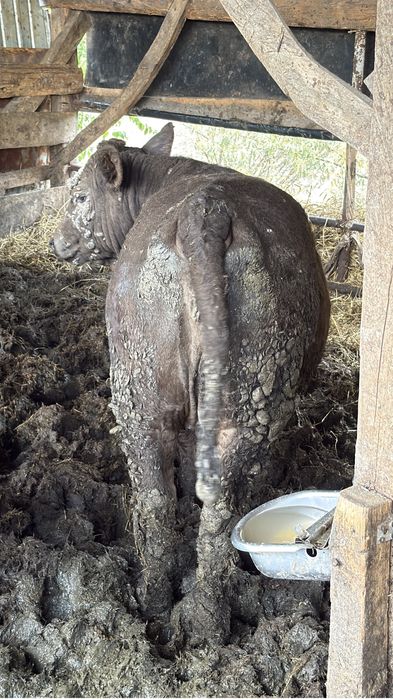 De vanzare vitea angus