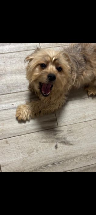 Yorkshire Terrier- 14 luni