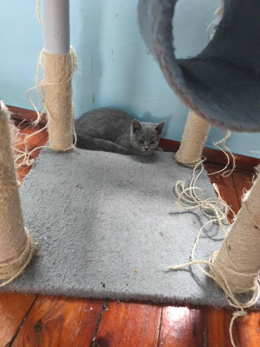 Британски котенца