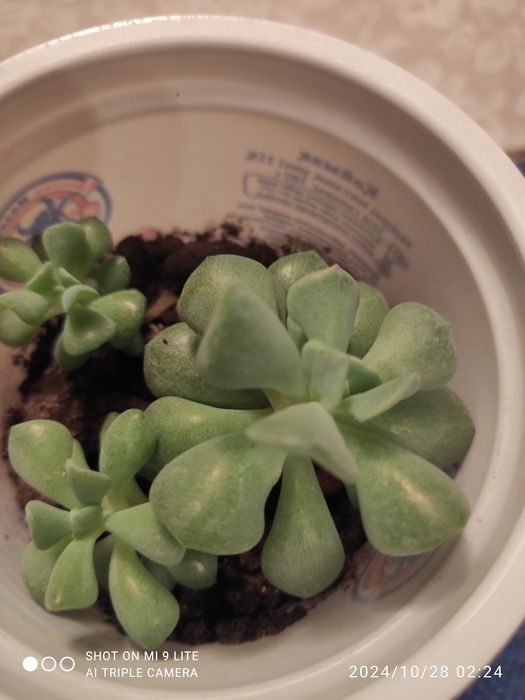 Продам  молодые суккуленты