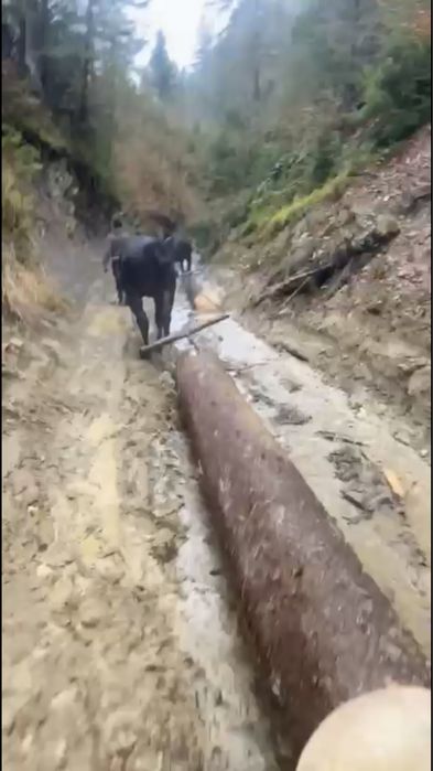 De vanzare manz de 2.5 ani