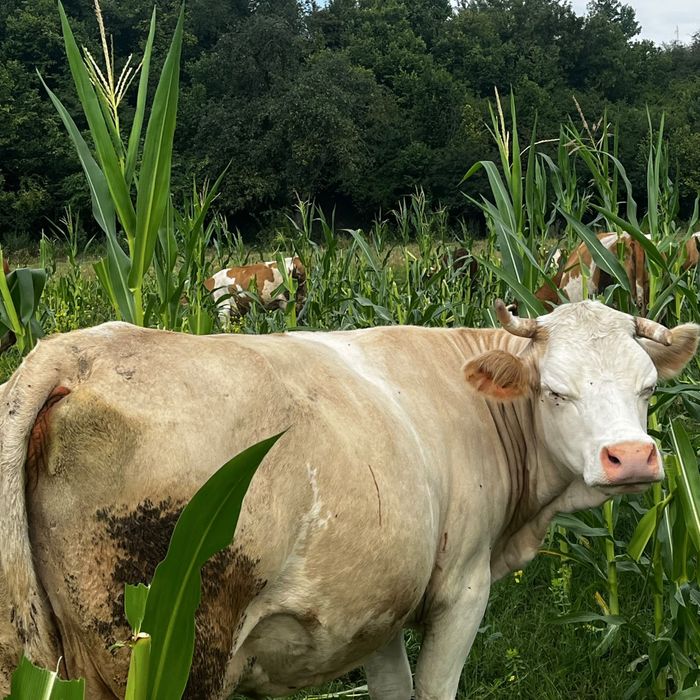 Vaca de vanzare