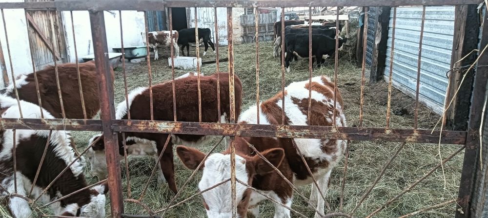 Продам молодняк торг при осмотре