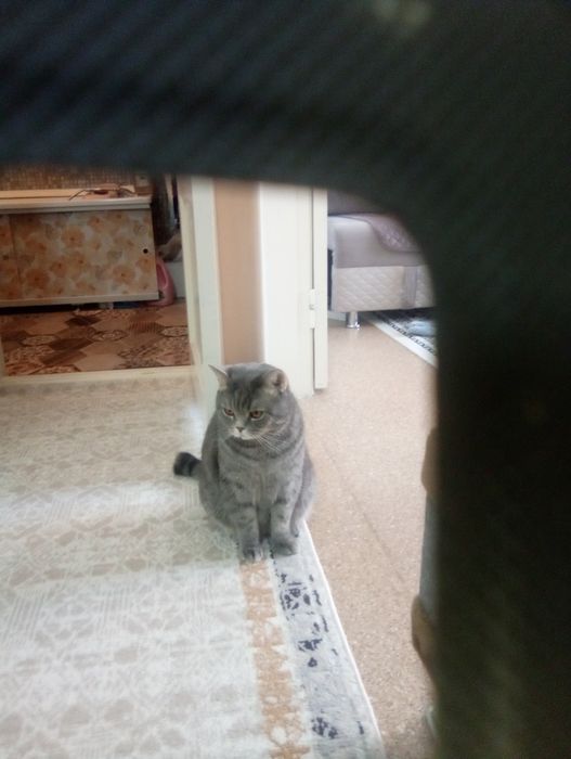 Отдам котика в добрые руки