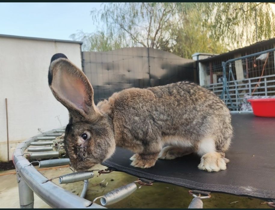 Iepuri Uriaș German