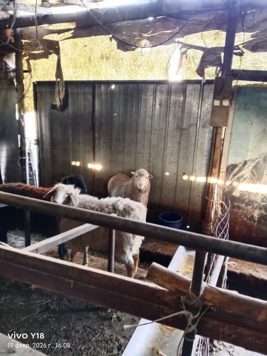 Қой сатамын семіз