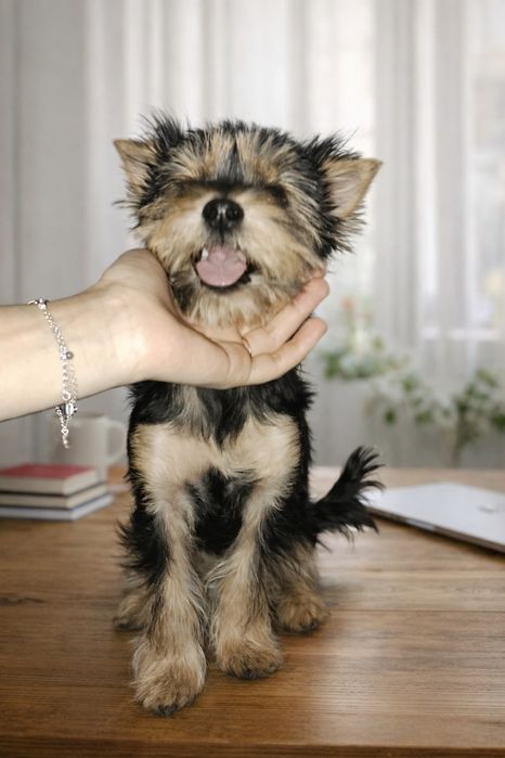 Йоркширский терьер щенки)