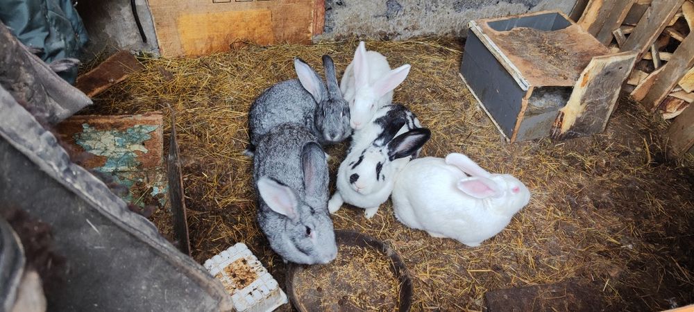 Кролики крупные на развод и мясом