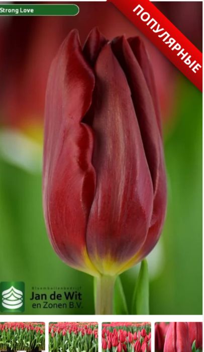 Продаем голландские тюльпаны к 8 марта