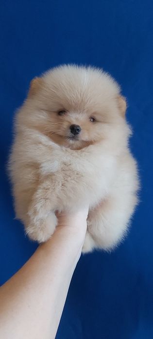 Шпиц кремовый мальчик