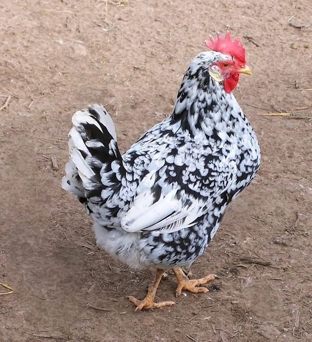 Леггорин долматинец тухуми сотилади