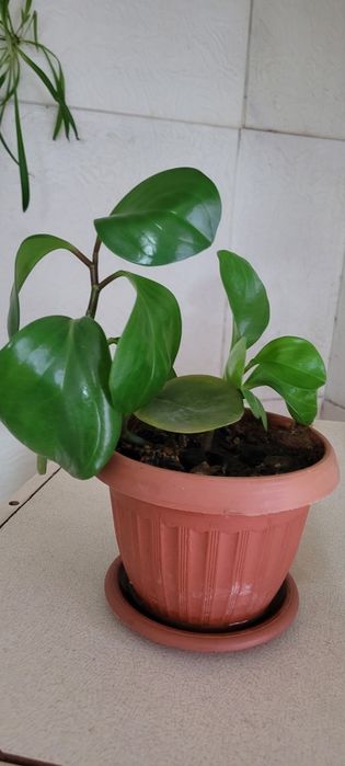 Цветы комнатные, разные