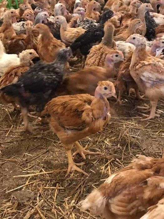 Pui rasă mixtă și pui alb de carne