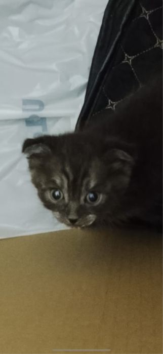 шотландская вислоухую Scottish Fold