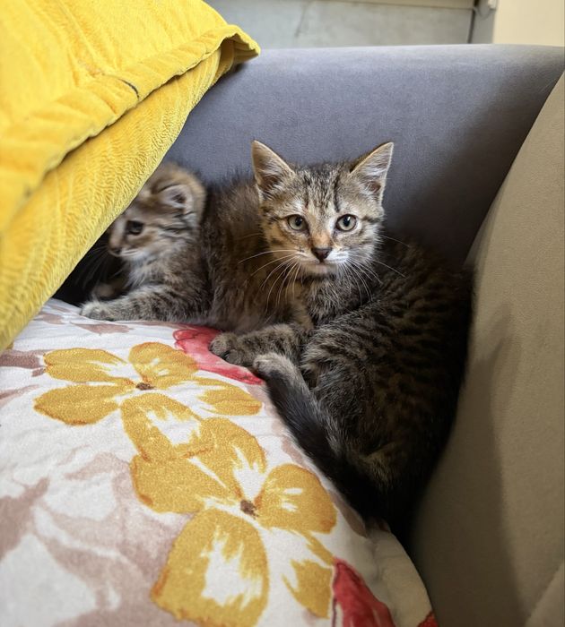 Котята  деврчки срочно ищут дом!