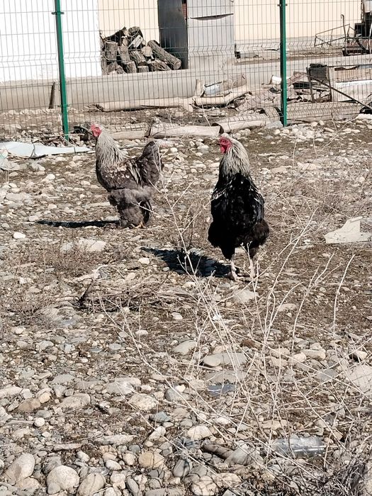 Әтеш петух продам