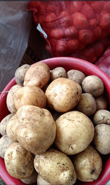 Картофель дачная