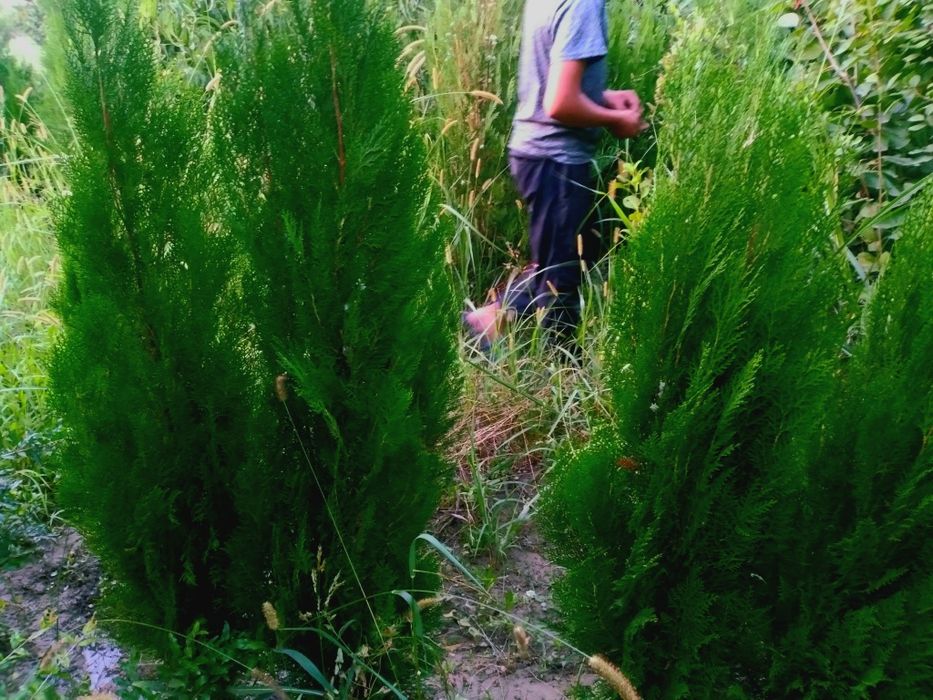 Арчалар хлма хил турдаги.