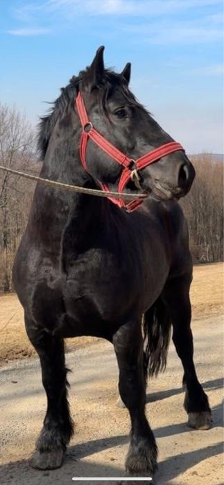 Vand sau schimb armasar sur