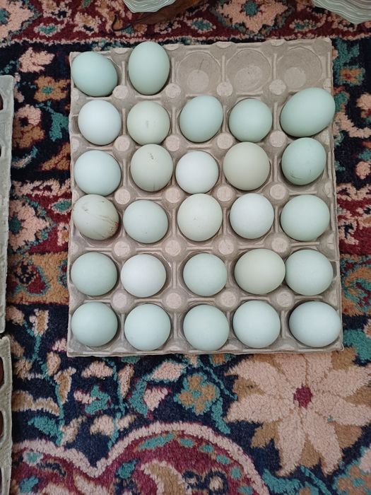 Ouă pentru incubat rasa Araucana gât auriu.