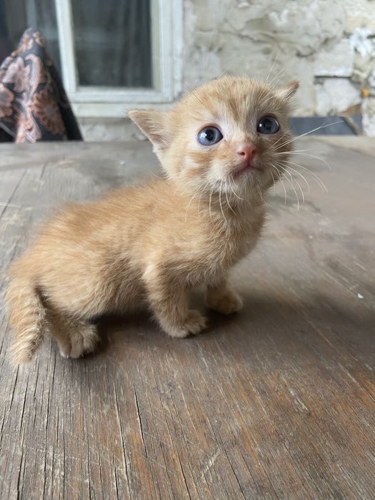 3 котенка рыжих (девочки)