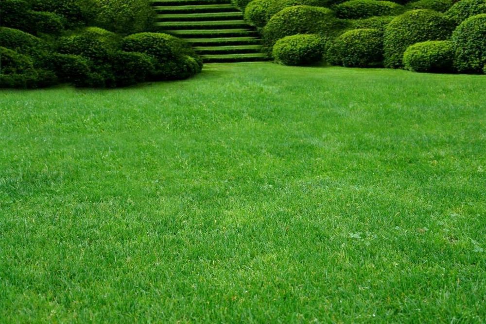 Туркестан Газон егеміз 1000 теңге кв