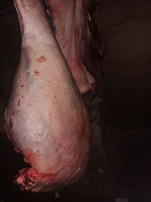 Жылкы сатамын багасы кг 3200 семіз