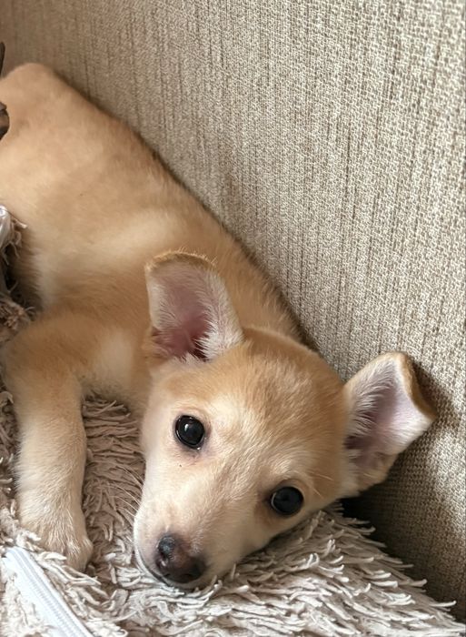 отдам девочку в добрые руки.