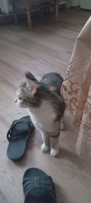 Подарю кошечку и кота.