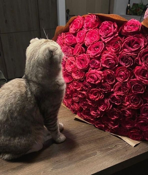 Шотландская кошка, 1,5 годика