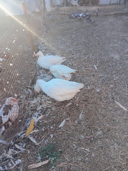 Қаздар (гуси) сатылады