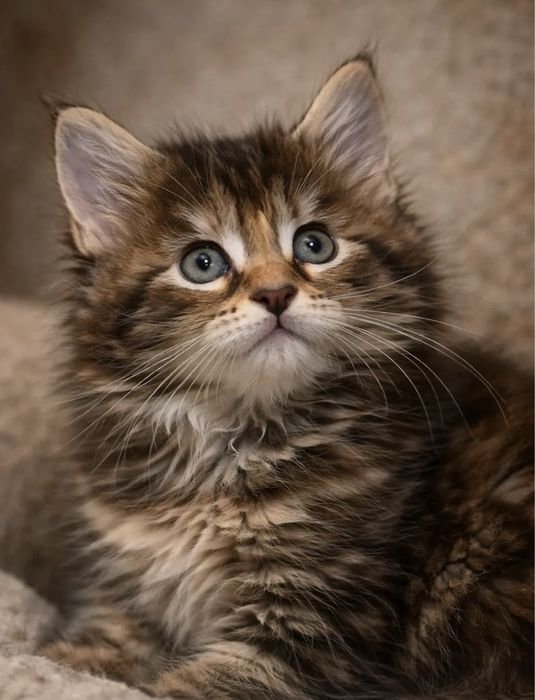 Котёнок Мейн Кун