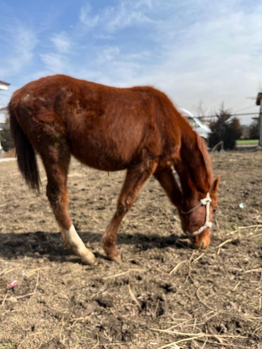 продам чтсто кровного аигыра ,