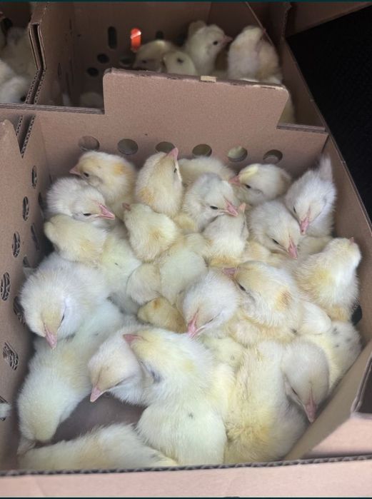 Продаём бройлеры цыплята