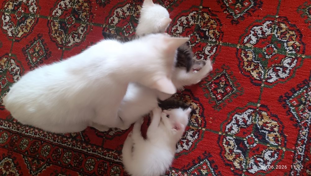 Продаются котята