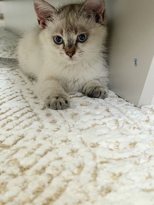 Котенок породистый