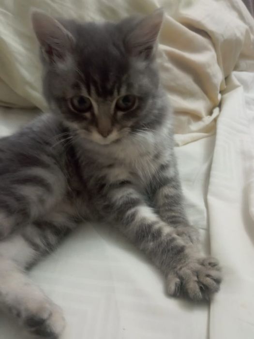 Породистый котёнок 1,5 месяц {дев}