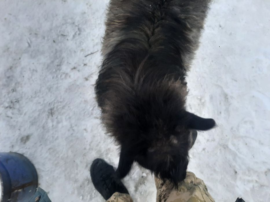 Продам Козлика ручного